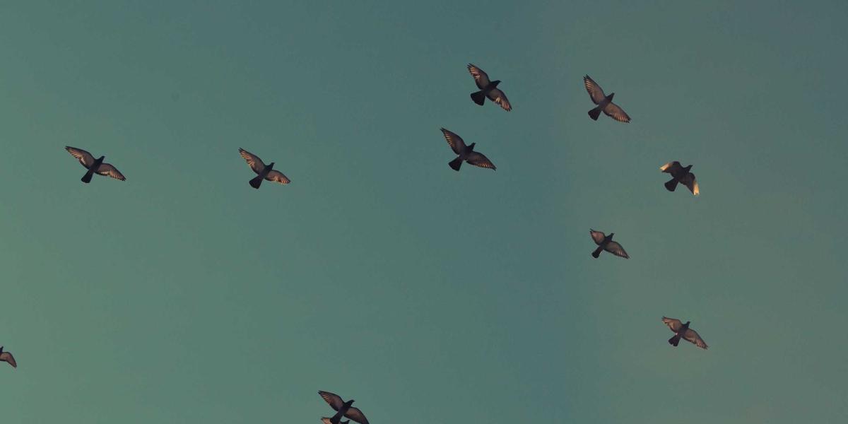 INNOVABLUE i ROBONETCBC zajednički oblikuju budućnost plavih tehnologija